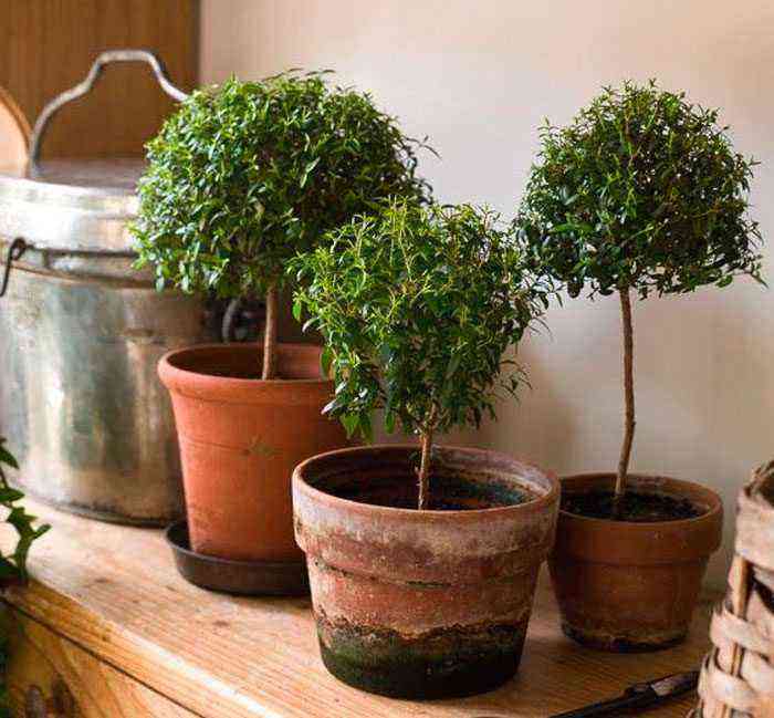 Murta (árvore de murta) cuida de como crescer em casa