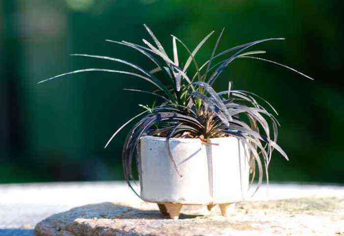 Ophiopogon cuida de como crescer em casa