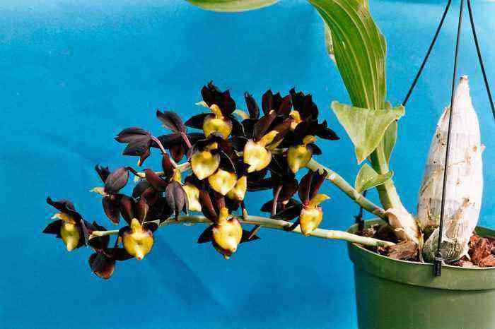 Orquídea catasetum cuida de como crescer em casa