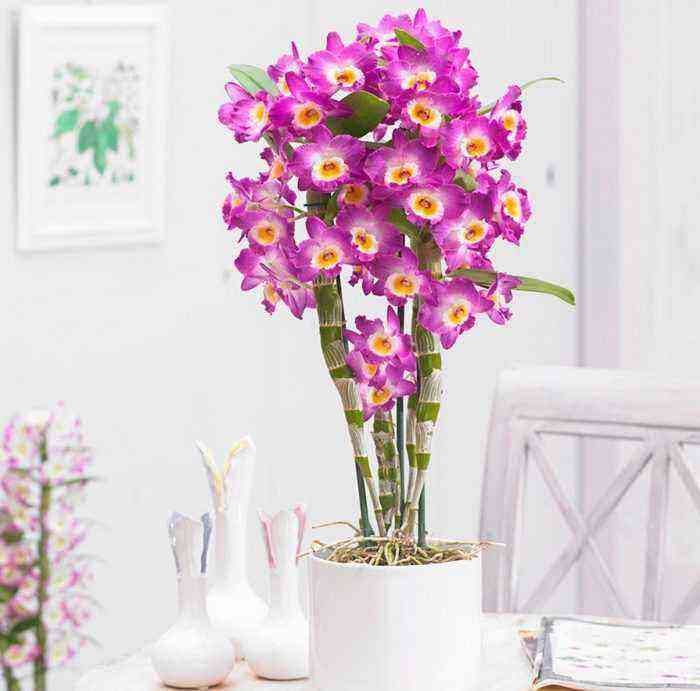 Orquídea Dendrobium cuida de como crescer em casa