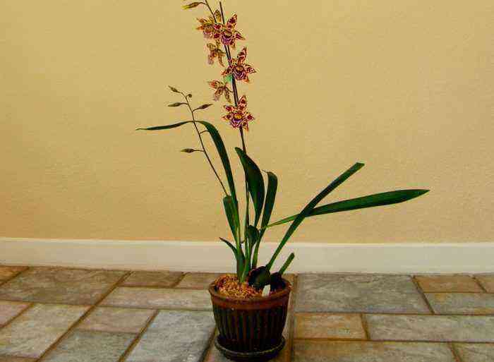 Orquídea odontoglossum cuida de como crescer em casa