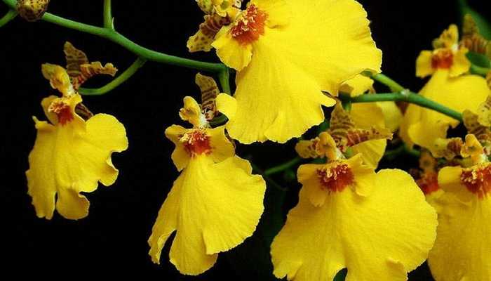 Orquídea oncidium: as melhores espécies, dicas de conteúdo