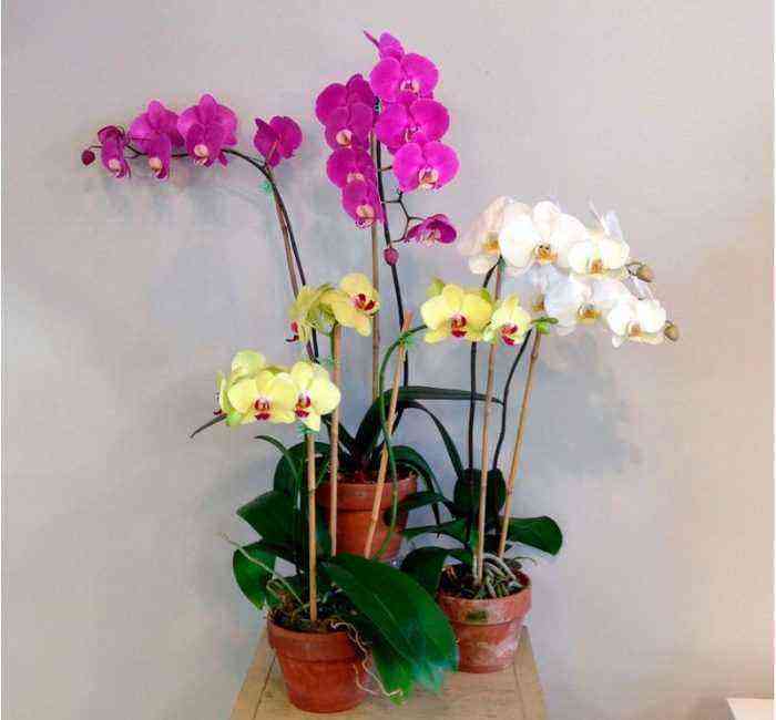 Orquídea Phalaenopsis cuida de como crescer em casa