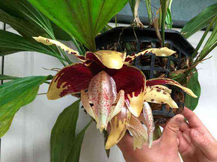 Orquídea Stangopeya cuida de como crescer em casa