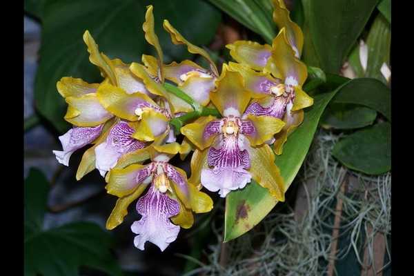 Orquídea Zygopetalum: principais tipos, cuidados domiciliares