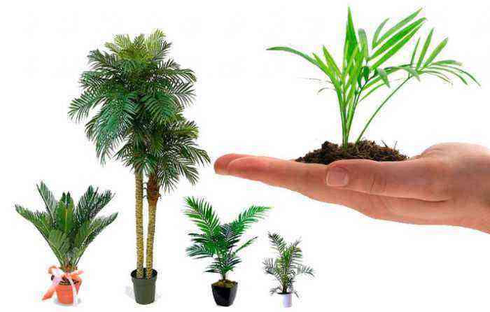 Palmeira de interior – cuide de como cultivar em casa