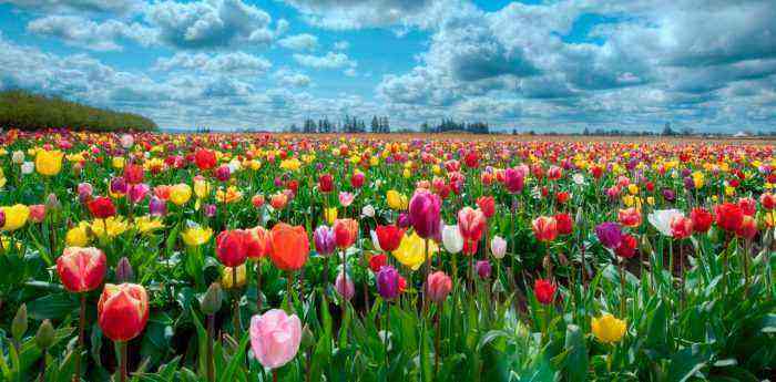 Plantando plantio e cuidado de tulipas, cultivo