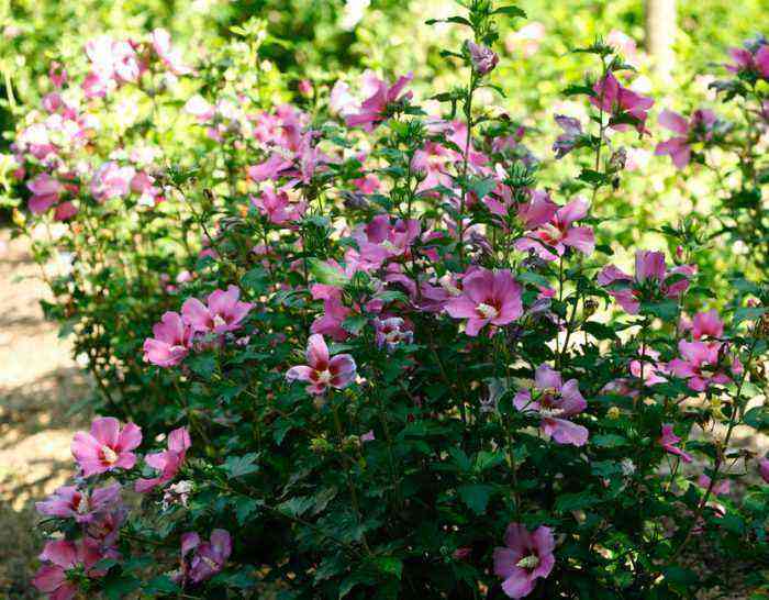 Plantio e cuidado de hibisco de jardim (sírio), cultivo