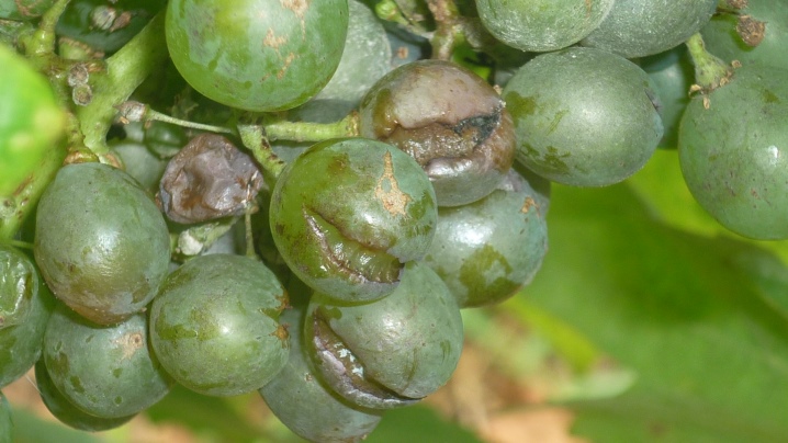 Por que as uvas estouram e o problema pode ser resolvido?