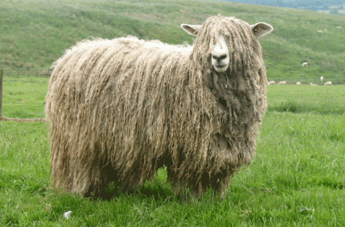 Processamento de lã de ovelha