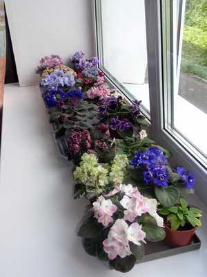 Que flores plantar no parapeito da janela?