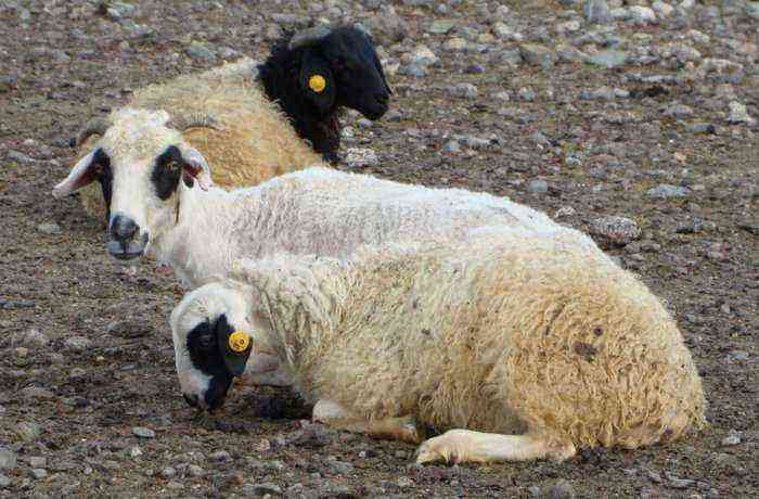 Raça de ovelhas Tuva