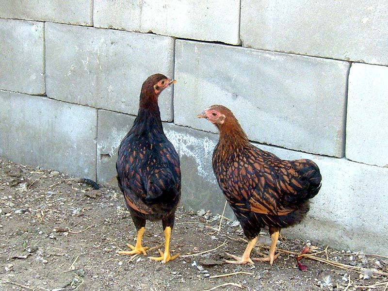 Raças de galinhas Amroks, Plymouthrocks e Wyandots