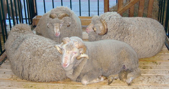 Raças de ovelhas de lã fina