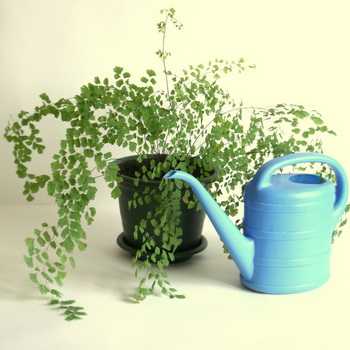 Regras para regar plantas e flores de interior