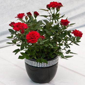 Rosa de jardim em vaso, plantio e cuidado, cultivo