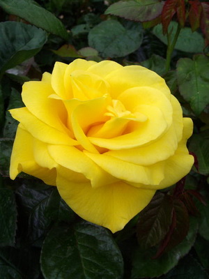 Rosas do grupo Floribunda com descrição das melhores variedades
