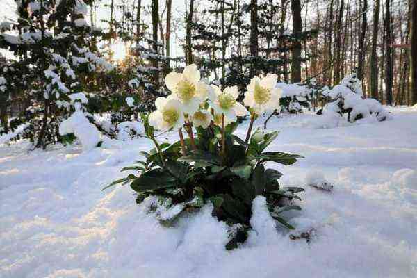 “Rosas” florescendo no inverno: como usar heléboro com sucesso em projetos paisagísticos