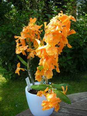 Tipos, cuidados e reprodução de orquídeas Dendrobium