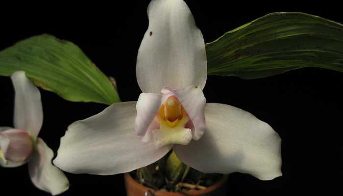 Tipos de lycast, cultivo de orquídeas em casa