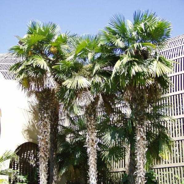 Traquicarpo de palmeira