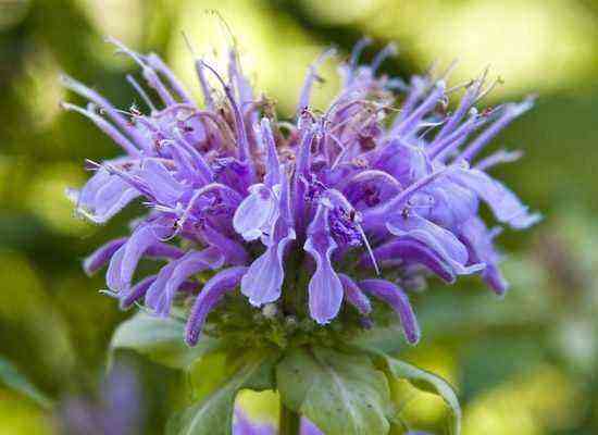 Uma flor com aroma cítrico: 35 fotos do uso bem-sucedido da monarda no jardim