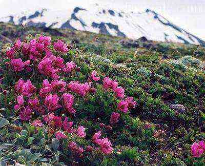 Uma visão geral das mais belas espécies de rododendros floridos para o jardim