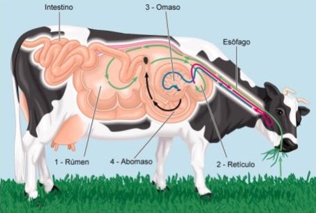 A estrutura do estômago e do sistema digestivo de uma vaca