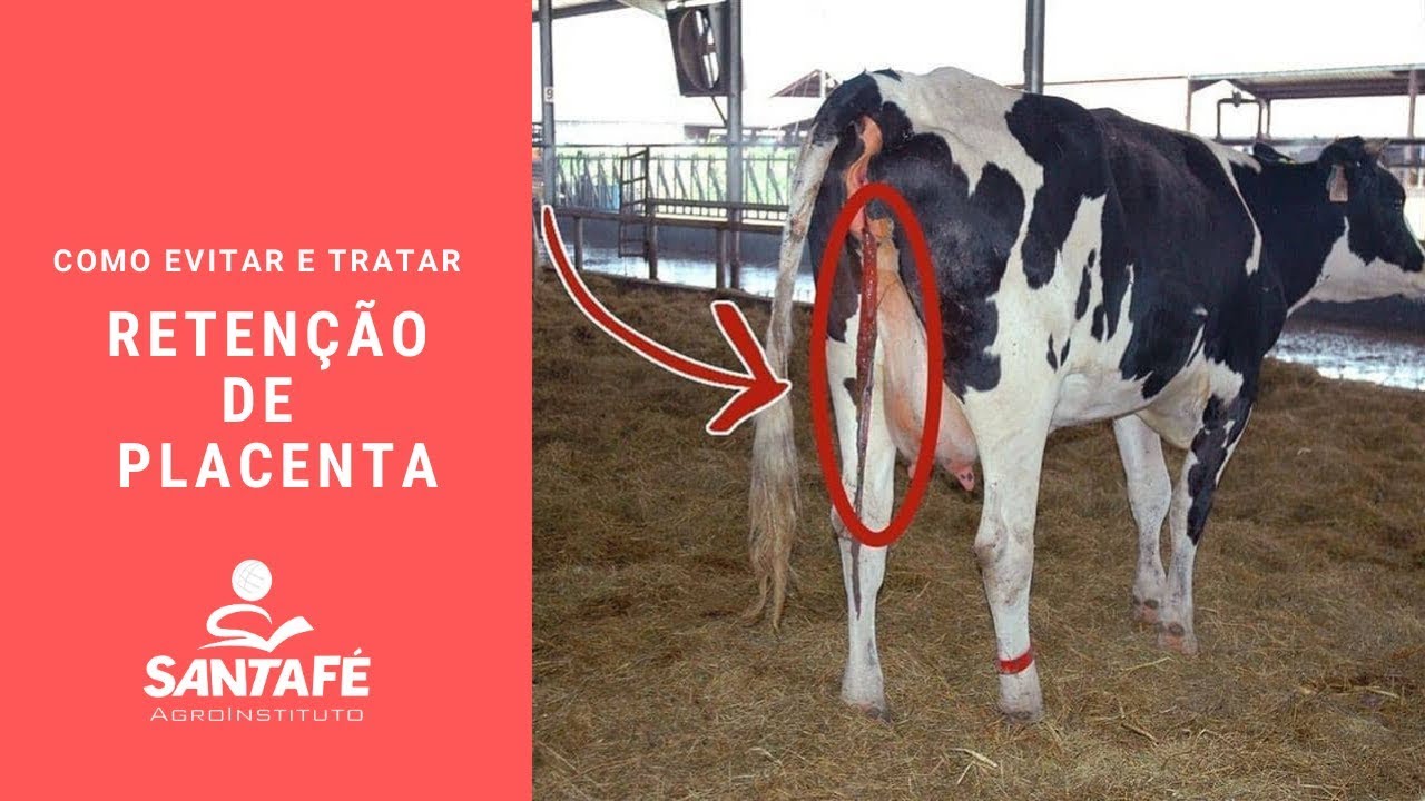 A vaca comeu a placenta, o que fazer, quais consequências isso vai levar, como tratar o animal?
