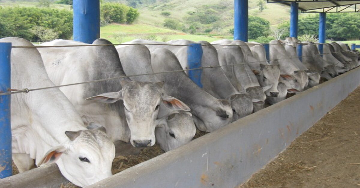 Alimentação adequada de vacas e gado