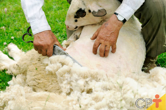 Características da tosquia manual de ovelhas: regras gerais sobre como escolher uma tesoura
