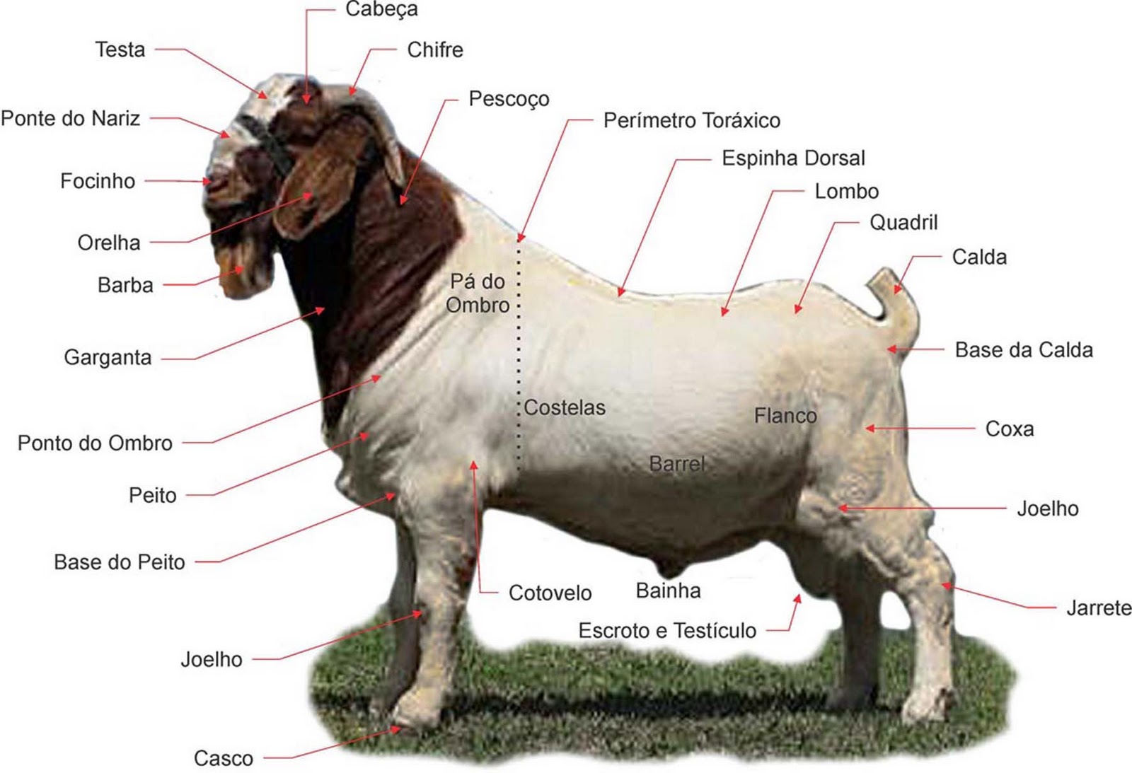 Características e características das cabras miotônicas