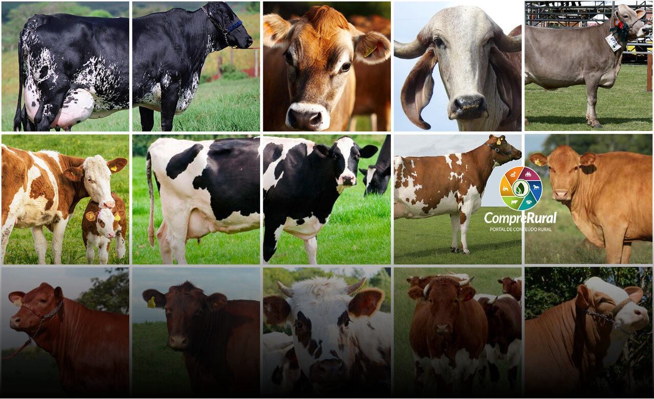 Carne Alatau e raça leiteira de vacas