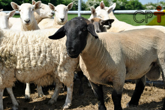 Como criar ovelhas corretamente: puberdade e ciclo em ovelhas, acasalamento, como saber quando uma ovelha está no cio