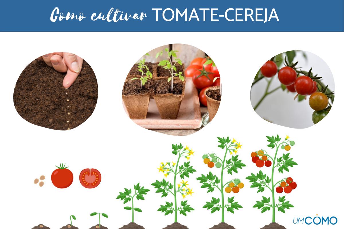Como cultivar tomates em casa: instruções passo a passo, cuidados