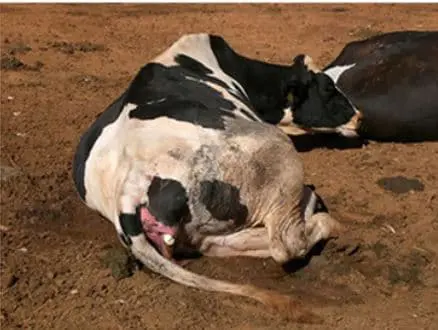 Como é feito o lançamento de uma vaca antes do parto?