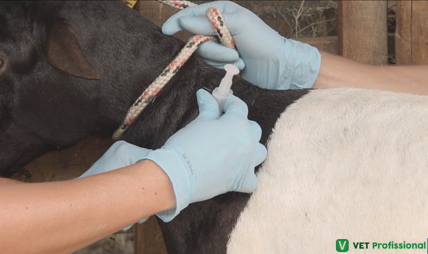 Como identificar e tratar bradzot em ovinos: epizootologia, vacinação