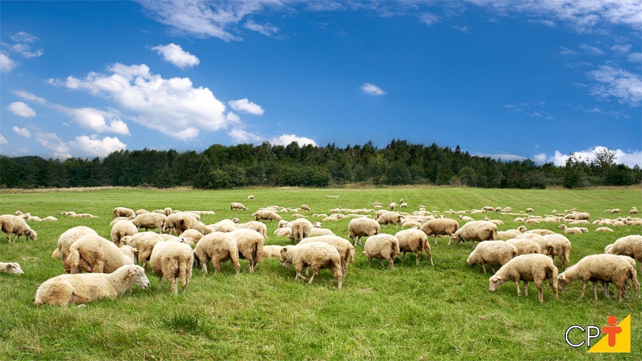 Como pastar ovelhas: termos, normas e técnicas