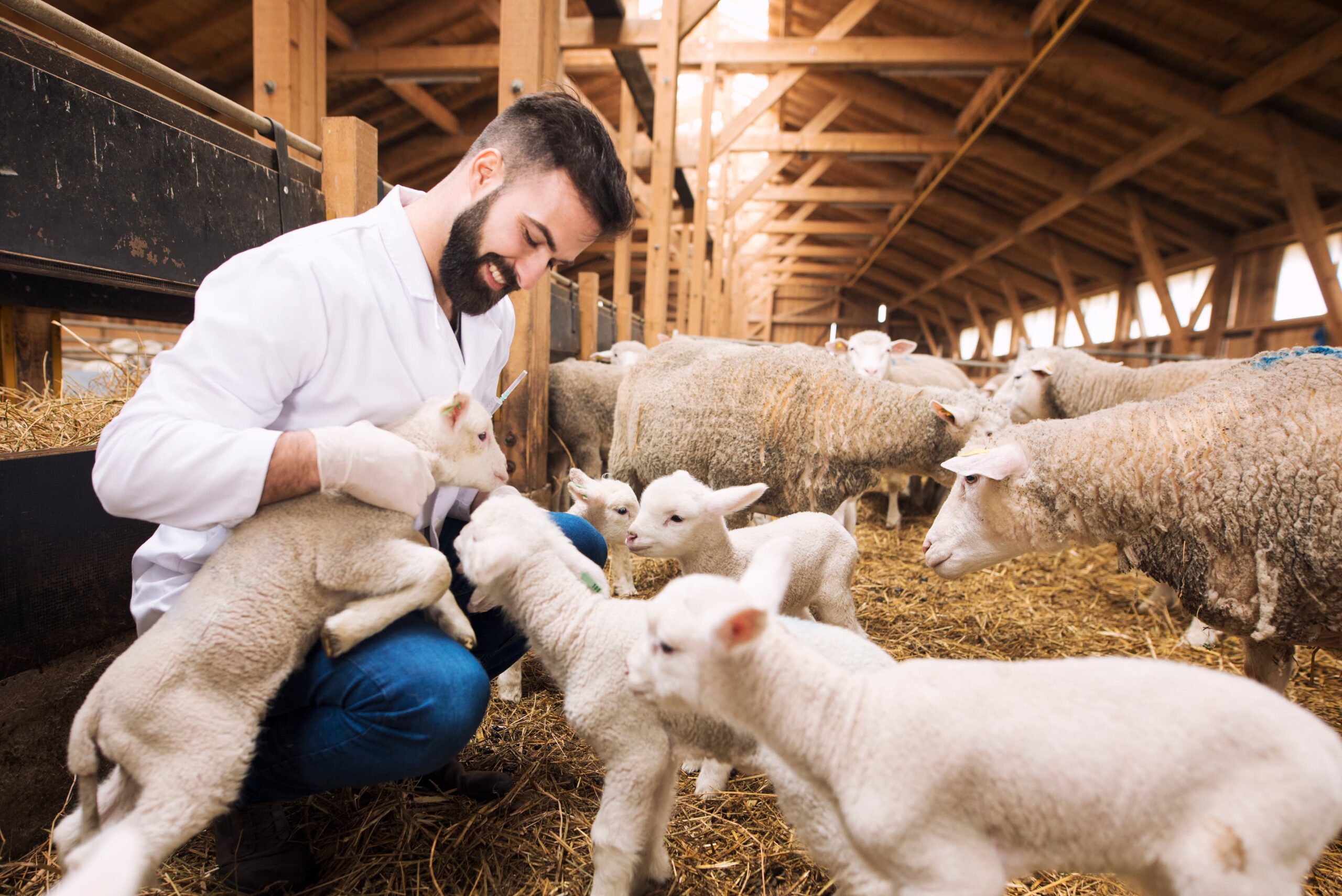 Como proteger ovelhas e cordeirinhos dos carrapatos