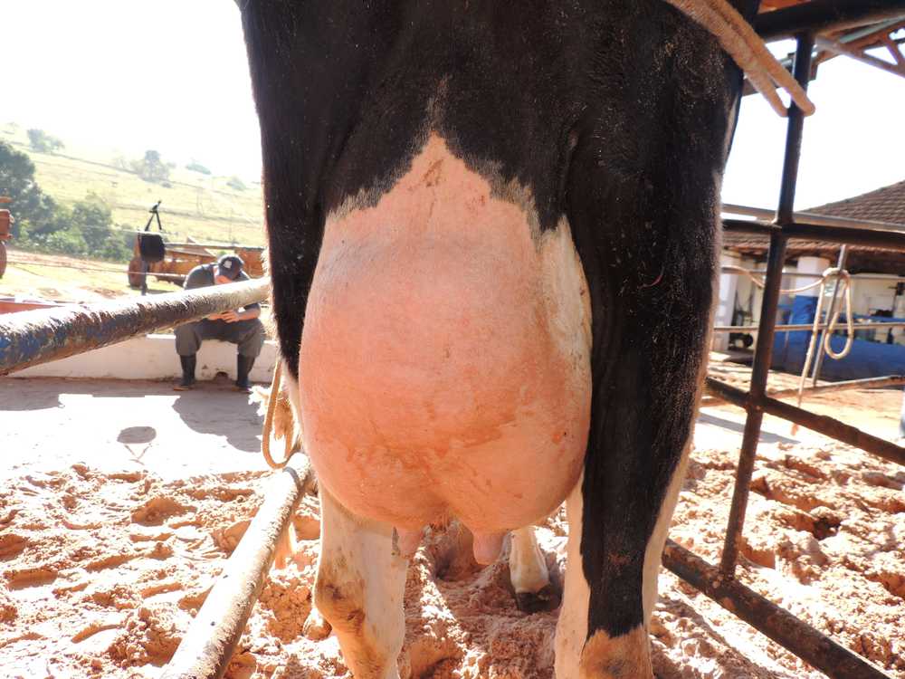 Como remover o inchaço do úbere de uma vaca após o parto?