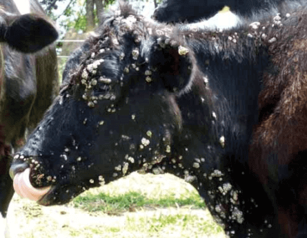 Como remover verrugas no úbere de uma vaca?
