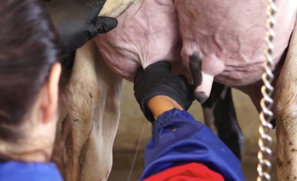 Como tratar a mastite latente em uma vaca?