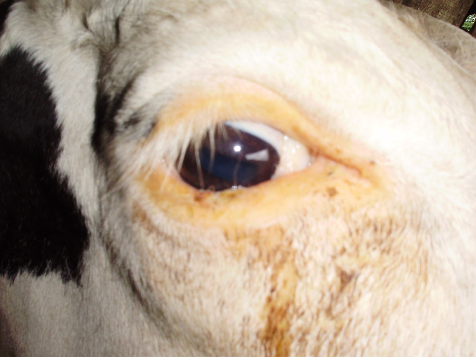 Como tratar um espinho no olho de uma vaca?