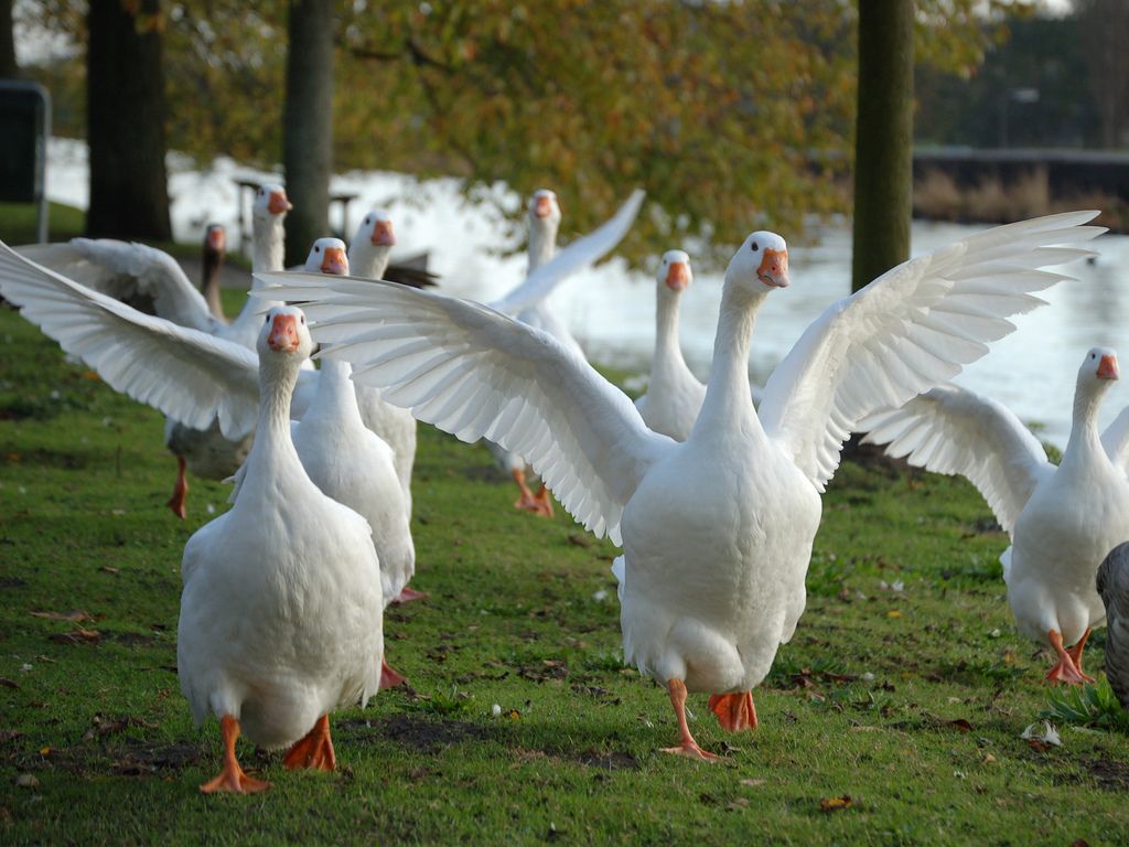 Criação de gansos como negócio: benefícios e rentabilidade, dicas para iniciantes