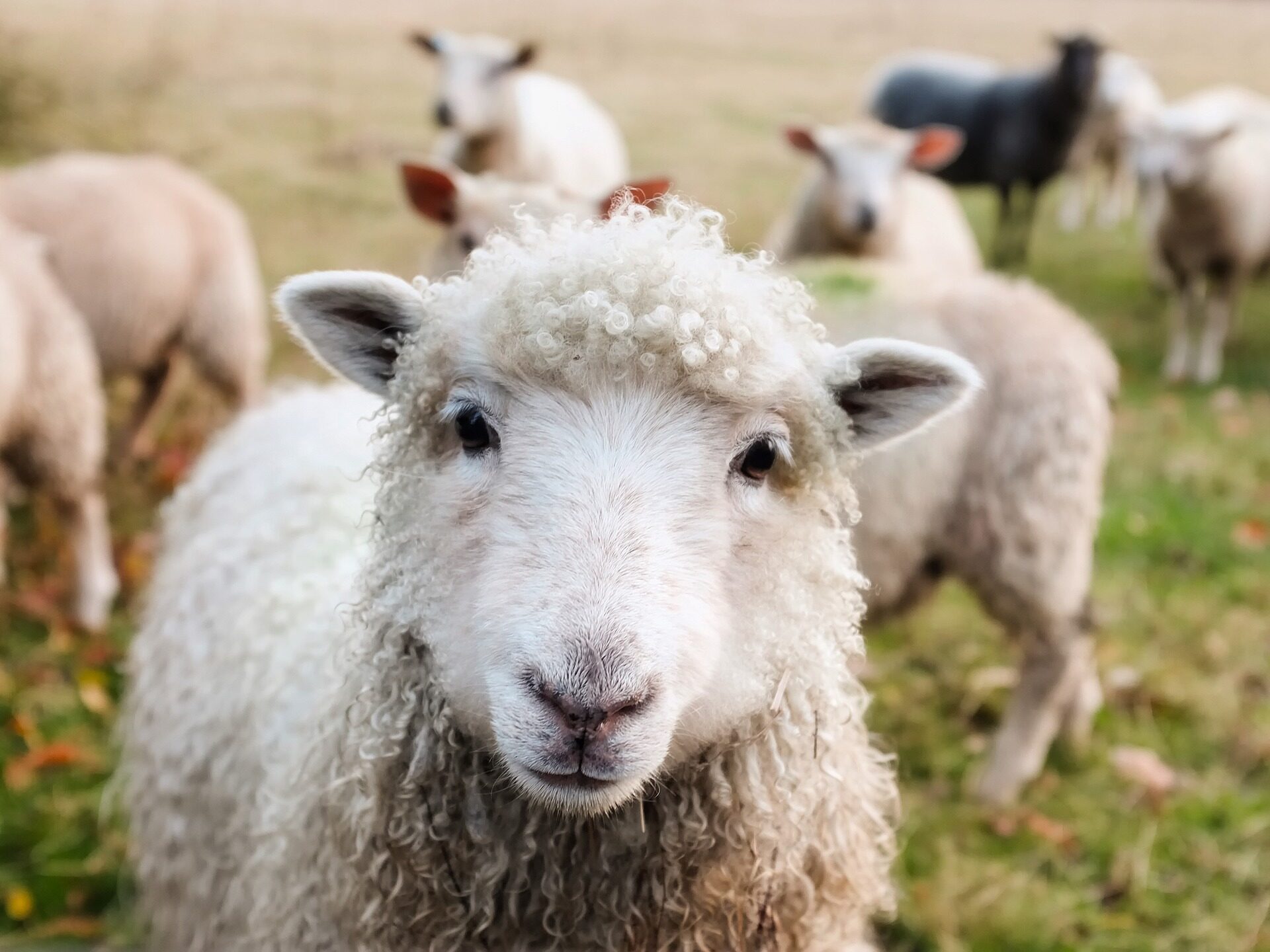 Criação de ovinos de lã fina: as raças mais famosas, criação