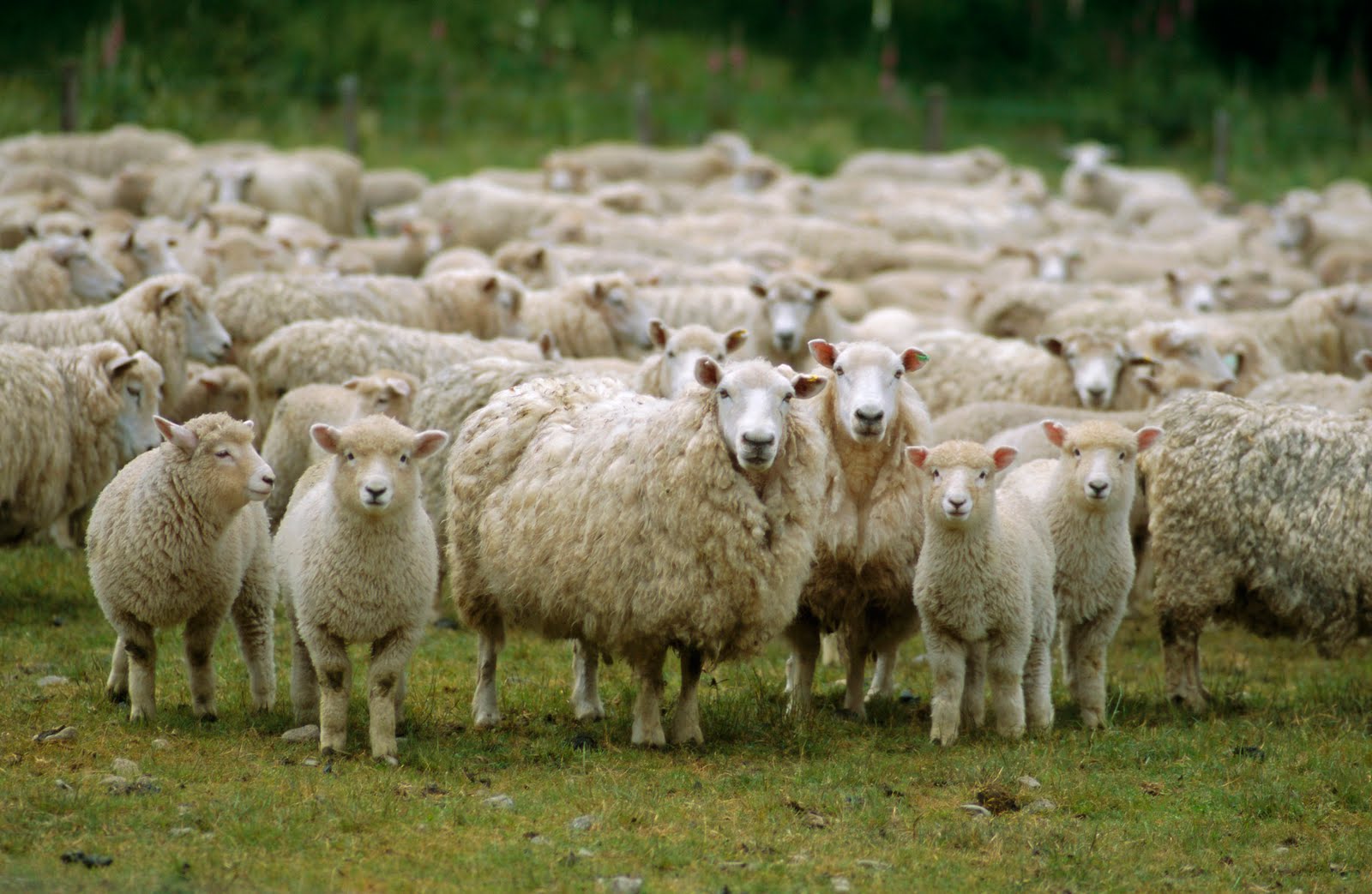 Descrição, coloração e características comportamentais das ovelhas da montanha Altai