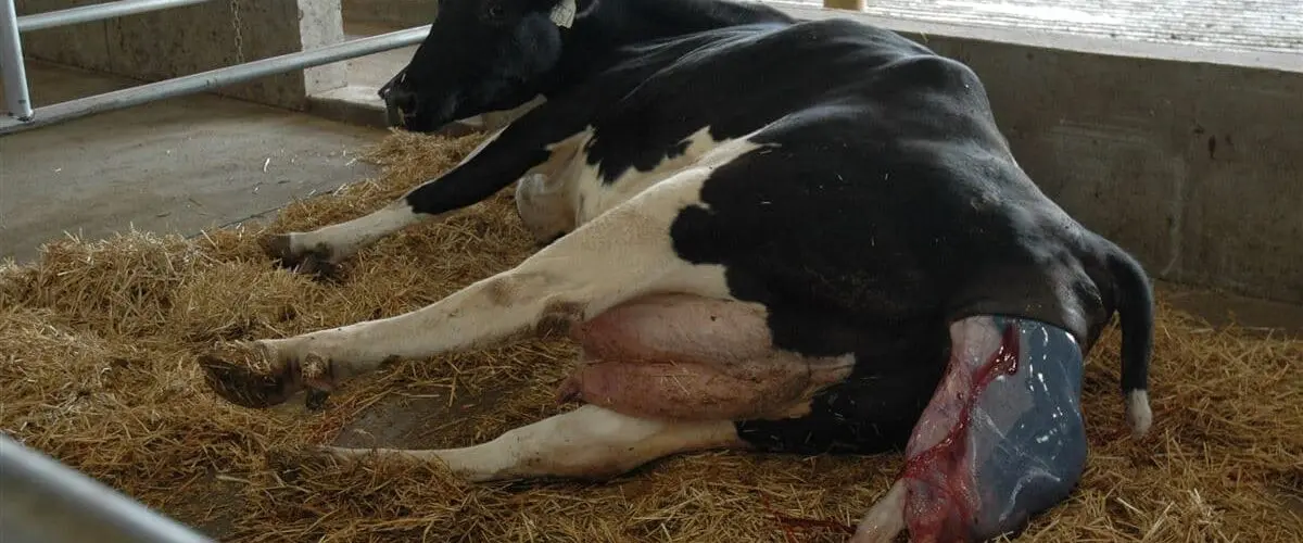 Detenção da placenta em vacas – sinais, tratamento, prevenção