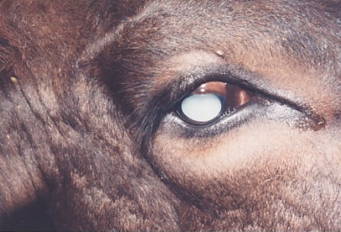 Doenças oculares em bovinos