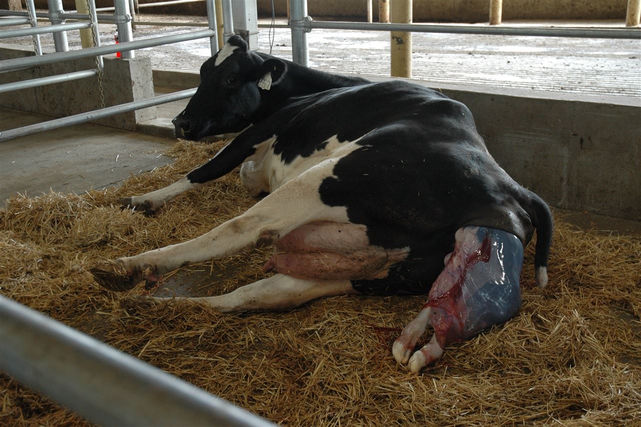 Estagnação após o parto em vacas