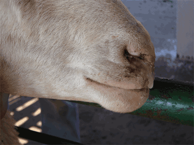 Estrose de ovelhas – mosca-ovelha: diagnóstico, sintomas da doença
